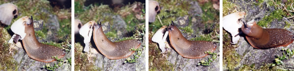 An orange form of the large black slug, Arion ater, completely demolishing a Coprinellus micaceus mushroom fruit body