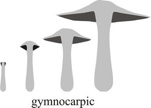 Schematic diagrams showing gymnocarpic development