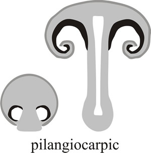 In pilangiocarpic development, the hymenium is protected by tissue extending downwards from the margin of the cap to enclose the spore-bearing tissue in the earliest stages