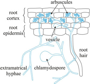 Diagrammatic representation of the main cellular features of the arbuscular endomycorrhiza