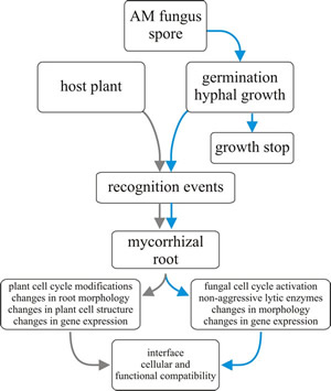 Flow chart for mycorrhizal establishment