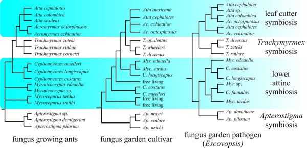 Phylogenetic trees of attine ants and their associated fungi