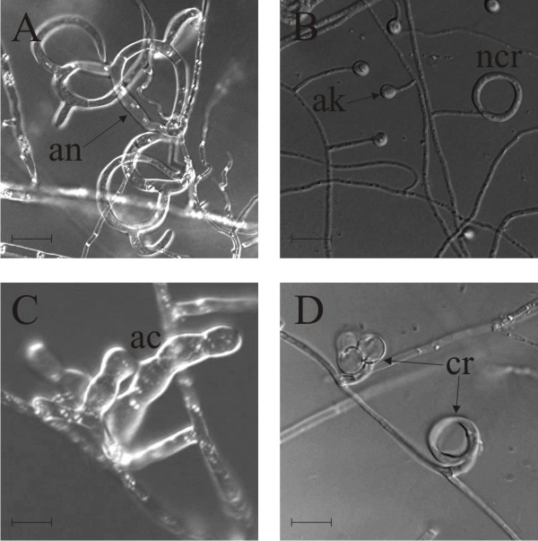 Natural nematode-trapping devices