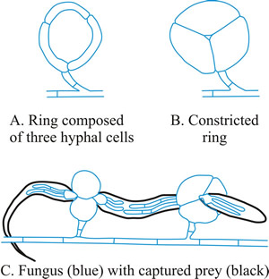 Constricting rings of Drechslerella snap shut