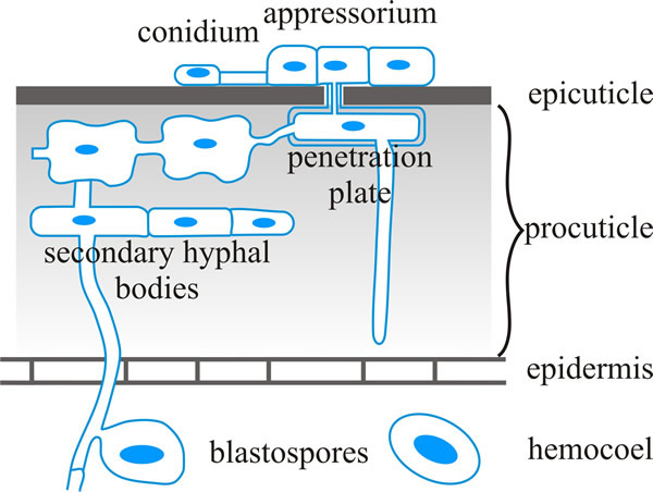 Schematic representation of infection structures of Metarhizium anisopliae