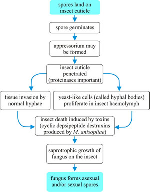 Flow chart summarising the generalised infection process of entomogenous fungi