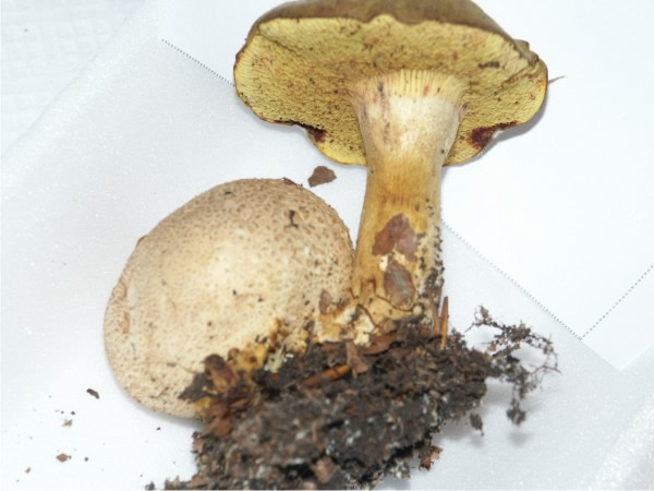 Mycoparasitic macrofungi