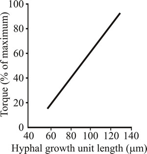 Relationship between hyphal branching (expressed as the hyphal growth unit) and viscosity (expressed as the torque required to rotate an impeller)
