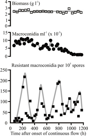 Periodic selection in a glucose-limited laboratory chemostat culture of Fusarium venenatum