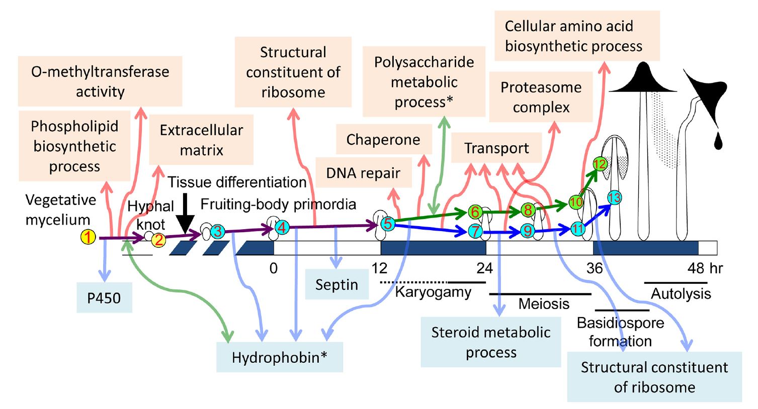 Transcriptional events during fruiting