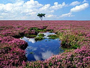 The North Yorkshire heather moor
