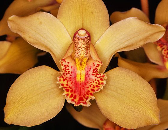 Cymbidum orchid
