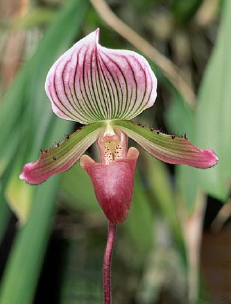 Fremont Peak orchid