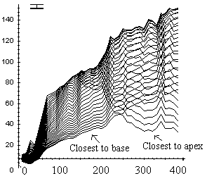 distribution of local curvature over the length of the stem