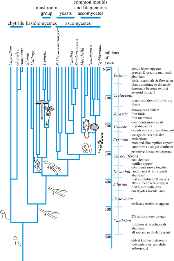 Summary of fungal evolution