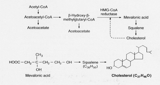 pathway of cholesterol synthesis