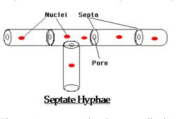 septa divide the filaments at right angles to the long axis of the hypha