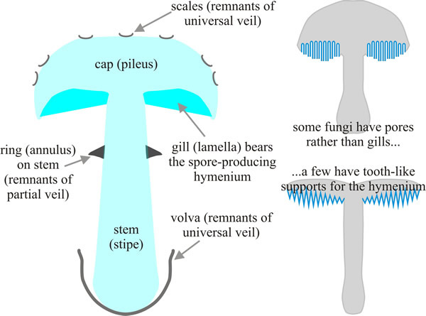 Main tissues of a mushroom