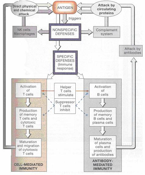 Diagrammatic summary of the operation of the vertebrate immune system