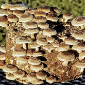 shiitake (Lentinula edodes) mushrooms
