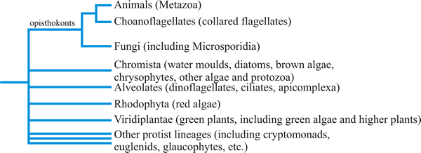 A cladogram (phylogenetic tree) showing the relationships of the eukaryotes