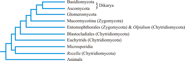 The main branches of the tree of life for Kingdom Fungi