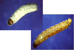 spruce budworm larvae killed by Metarhizium