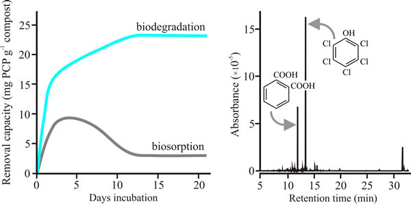 PCP remediation with Pleurotus