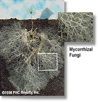 mycorrhizal network of the roots of a small pine seedling