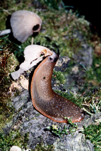 slug eats mushroom