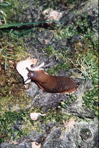 slug finishes off mushroom