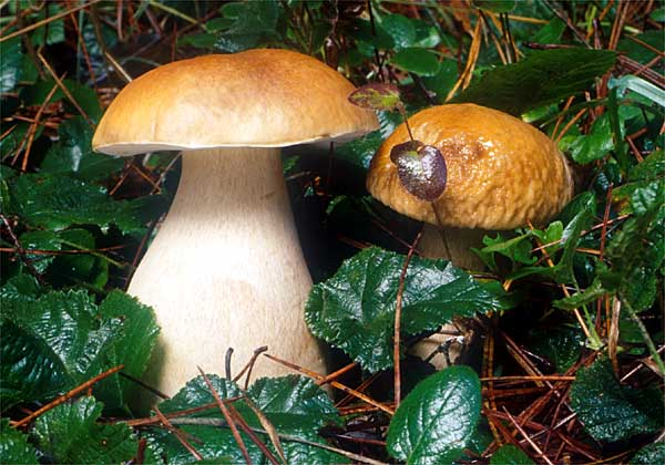 The fungi involved in monotropoid associations belong to the Basidiomycota. Several Boletus spp. such as Boletus edulis, (shown here) have been identified by comparison with pure cultures