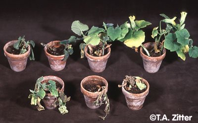 Response of different cucurbit species to infection with Fusarium solani f. sp. cucurbitae