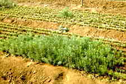 a typical crop experiment, with only the area in the foreground receiving mycorrhizal inoculation
