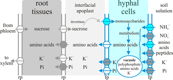 Nutrient exchange between fungus and host in the ectomycorrhiza