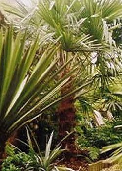 palms in a Surrey garden