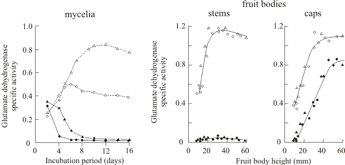 Specific activities of glutamate dehydrogenases in mycelia and fruit bodies of Coprinopsis cinerea