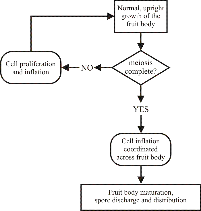 Endomembrane System Flow Chart
