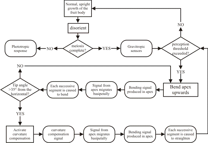 Endomembrane System Flow Chart