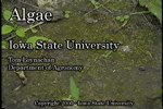 algae movie