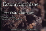 extomycorrhizas movie
