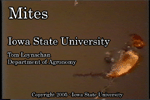 mites movie