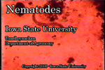 nematodes movie