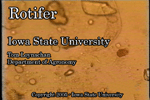 rotifer movie