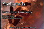 springtails movie