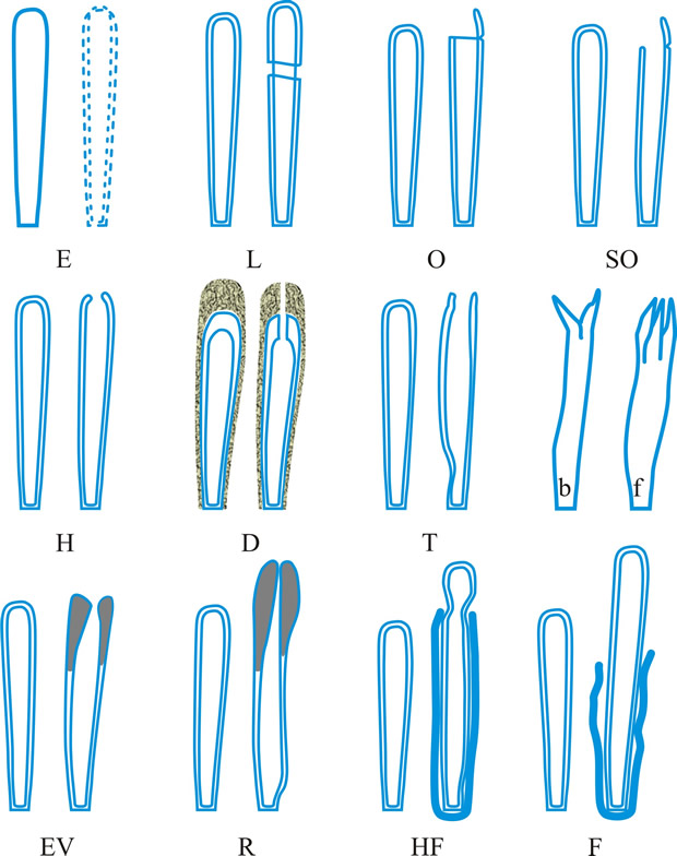 Dehiscence stage of asci