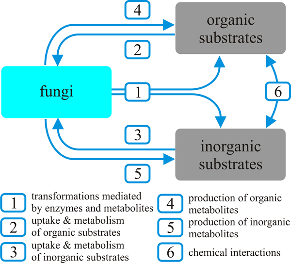 Diagrammatic representation of fungal action on organic and inorganic substrates which may be naturally-occurring and/or man-made