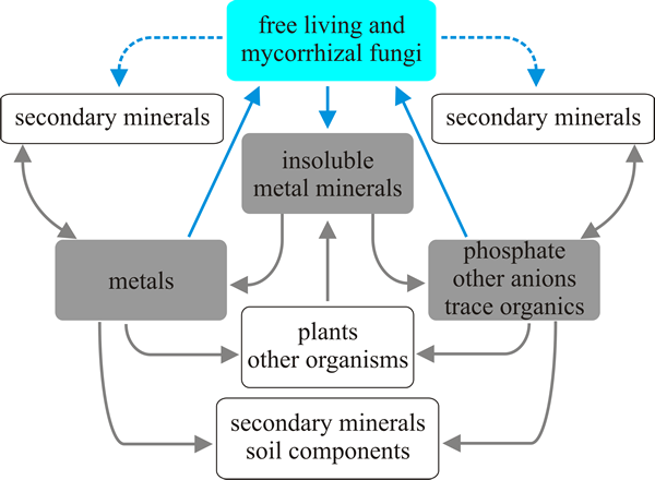 Action of free-living and mycorrhizal fungi on insoluble metal minerals in the terrestrial environment resulting in release of mineral components - metal(s), anionic substances, trace organics and other impurities