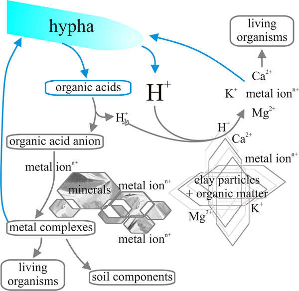 Proton- and organic acid-mediated dissolution of metals from soil components and minerals
