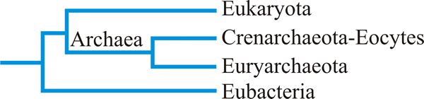 One view of the most ancient relationships of the major lineages of the Domains of Life